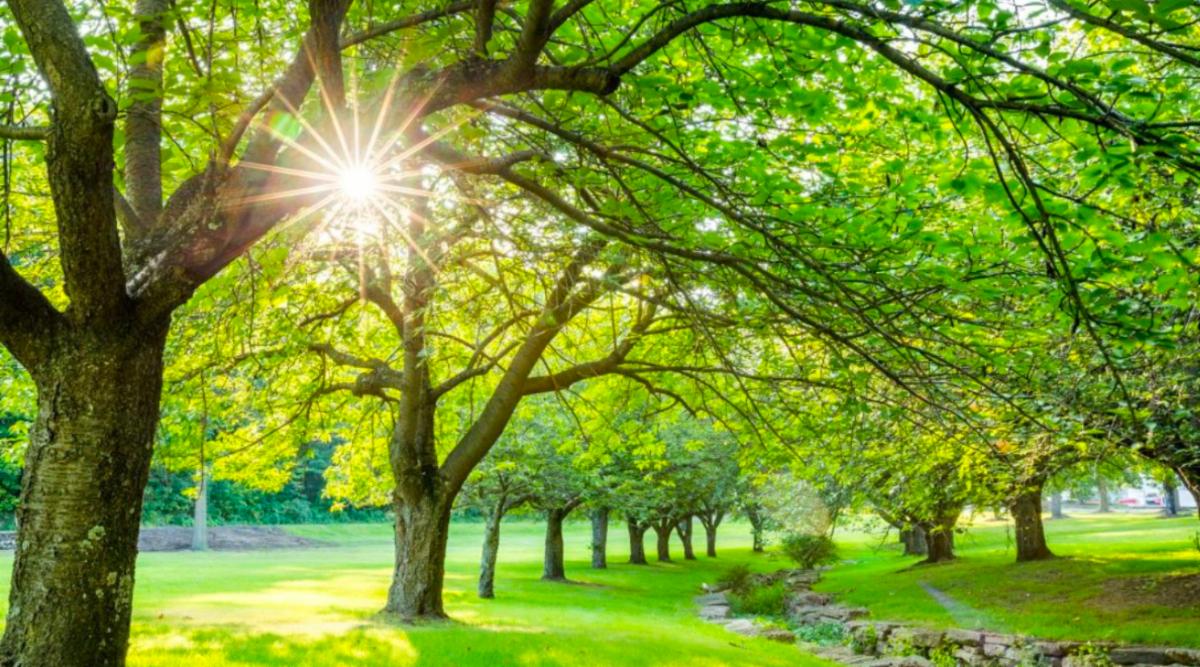 spring_forest_sunrise.jpg