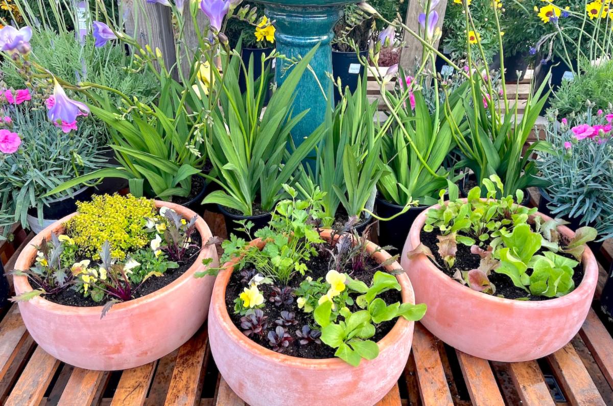 New Plant Arrivals & March Garden List