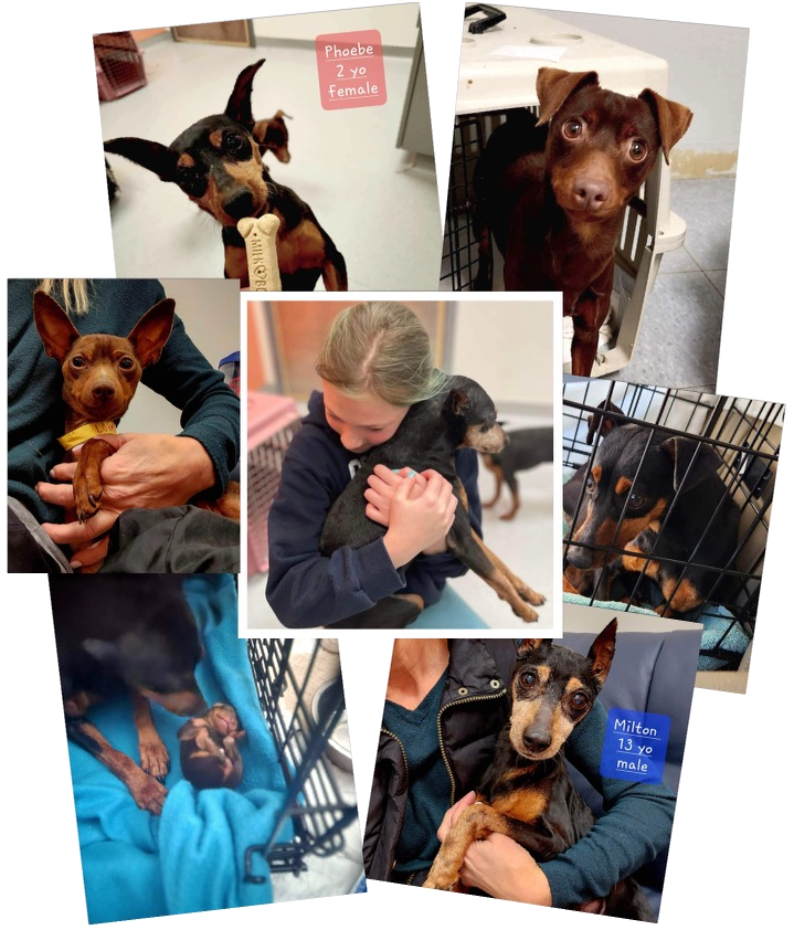 An Appeal For 7 Little Dogs an-appeal-for-7-little-dogs