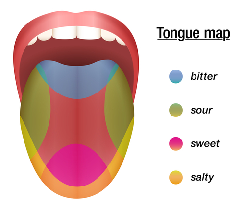 Taste map of the tongue with its four taste areas - bitter_ sour_ sweet and salty.