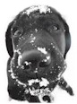 Powder Dogs Ski Snowboard Club