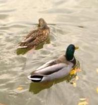 Autumn Ducks