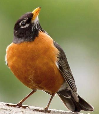 Spring Robin Singing