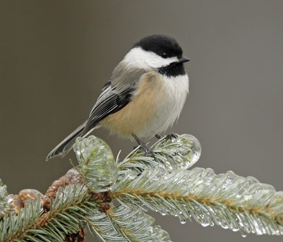 Chickadee