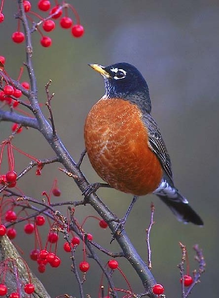 Robin Singing