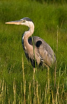 Great Blue Heron