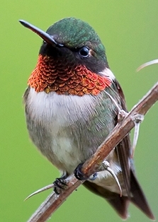 Ruby-Throated Hummigbird