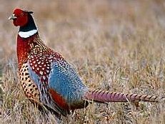 Pheasant