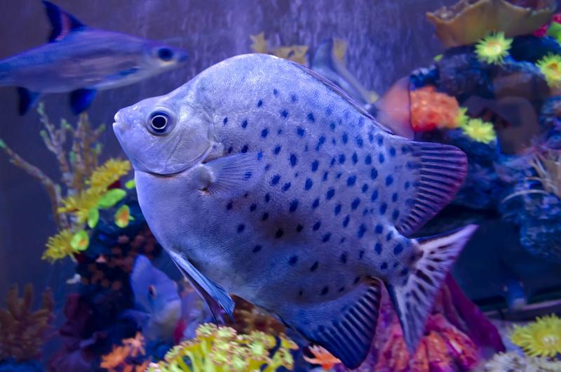 exotic_fish_aquarium.jpg