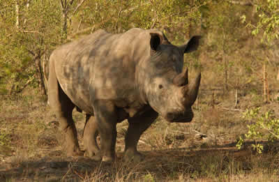 rhino.jpg