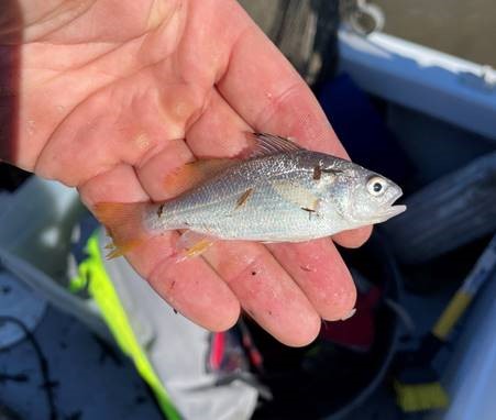 First Meadowlands Recorded Silver Perch