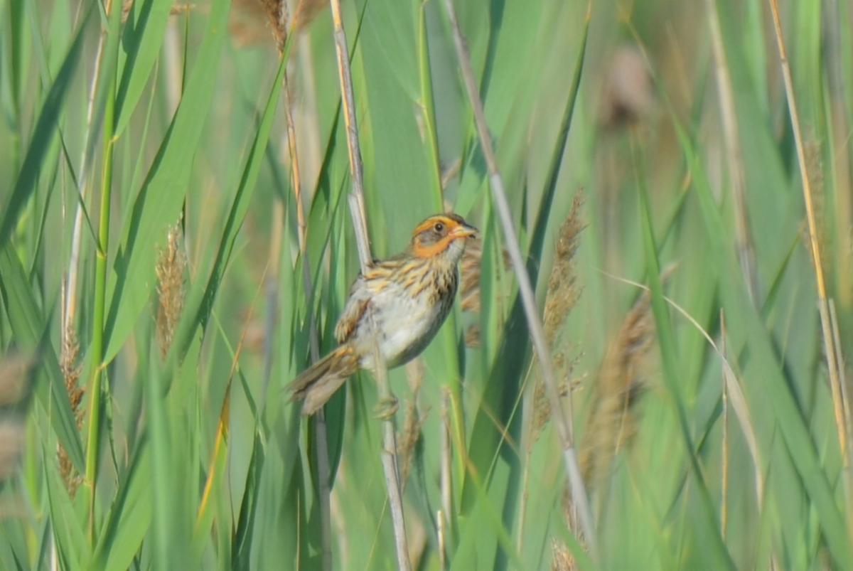 Salt Marsh Sparrow.  Photo credit: Terry Doss