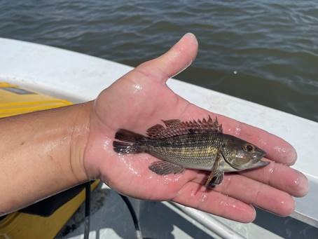 First Meadowlands Recorded Black Seabass