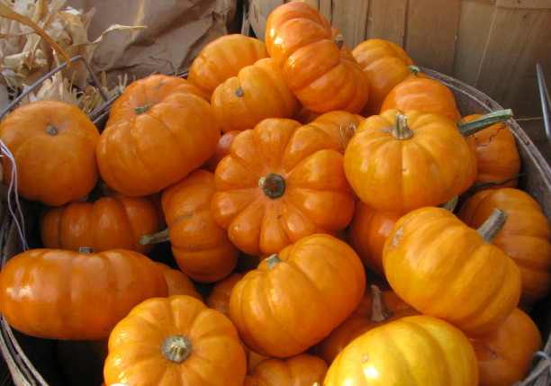 mini pumpkins