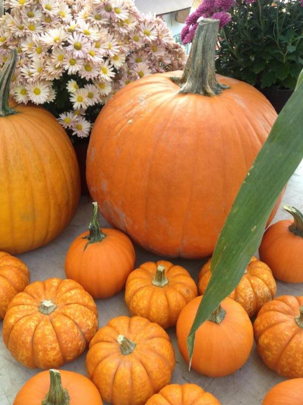 pumpkins 