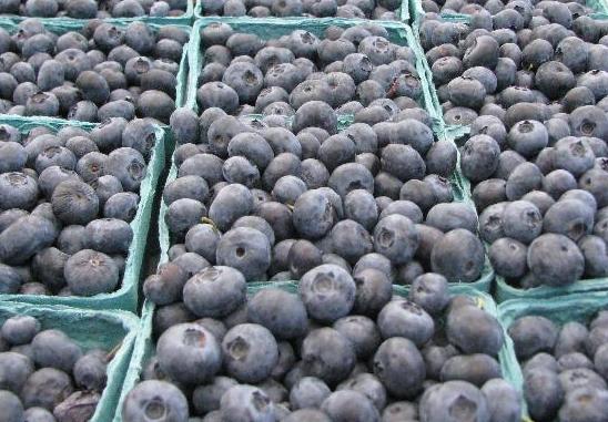 wild blueberries