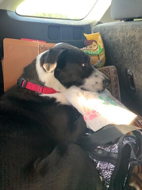 lucy lying on a roll of paper towels as a pillow while she is sitting in the car
