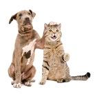 Masthead_Dog_Cat