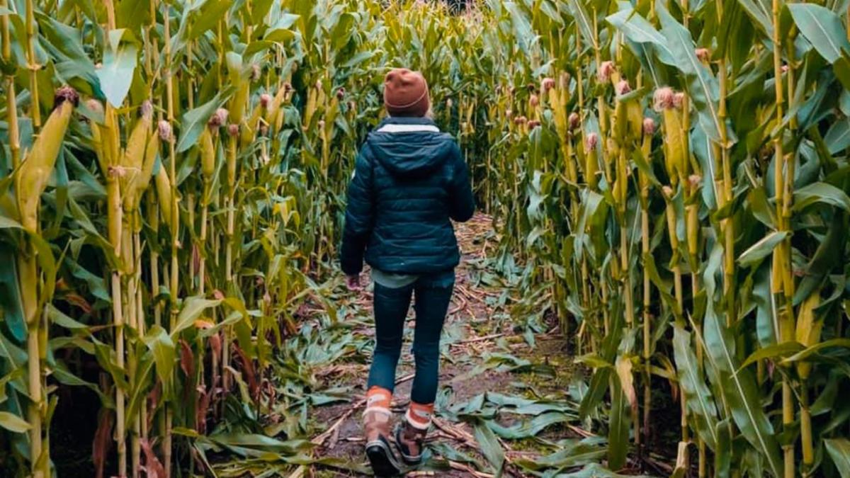 Travel Oregon's Guide to Corn Mazes