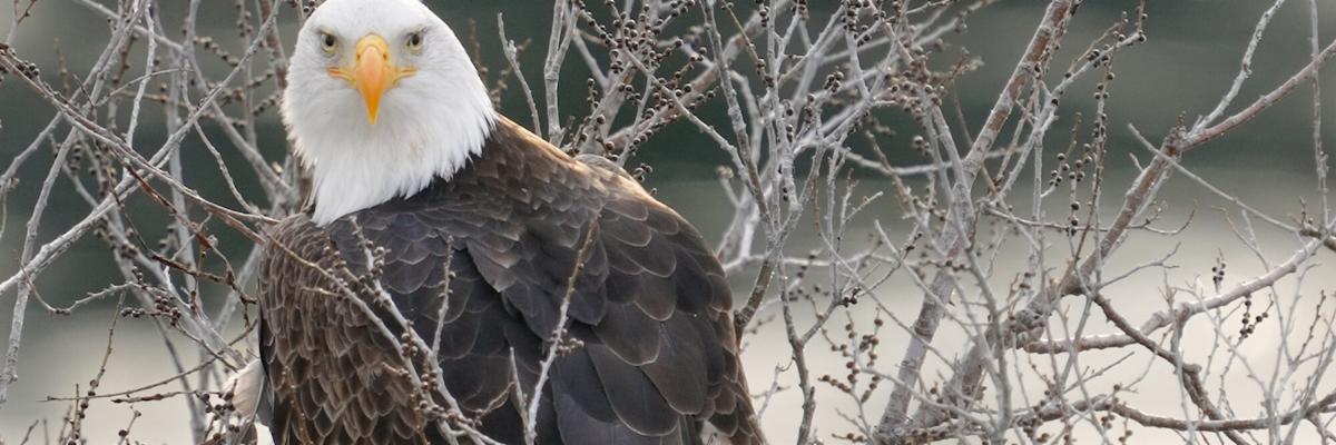 Guide to Eagle Watching in the Columbia Gorge
