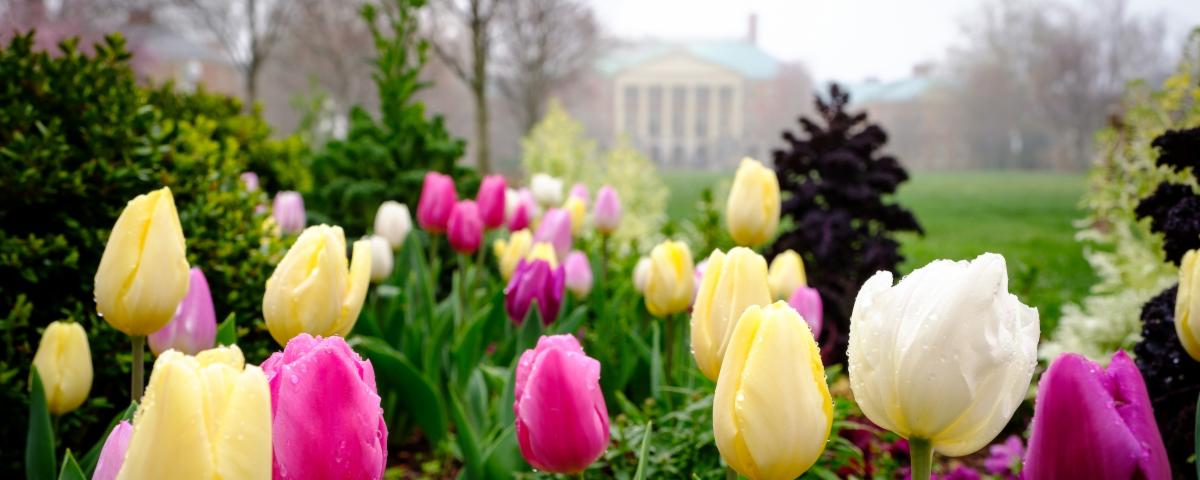 Tulips on campus at Wake Forest University