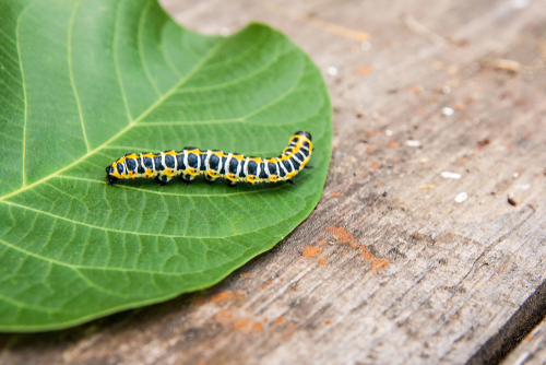 Beautiful caterpillar creeps on big green leaf. Caterpillar of the Old World Swallowtail  butterfly of the family Papilionidae. The butterfly is also known as the common yellow swallowtail 