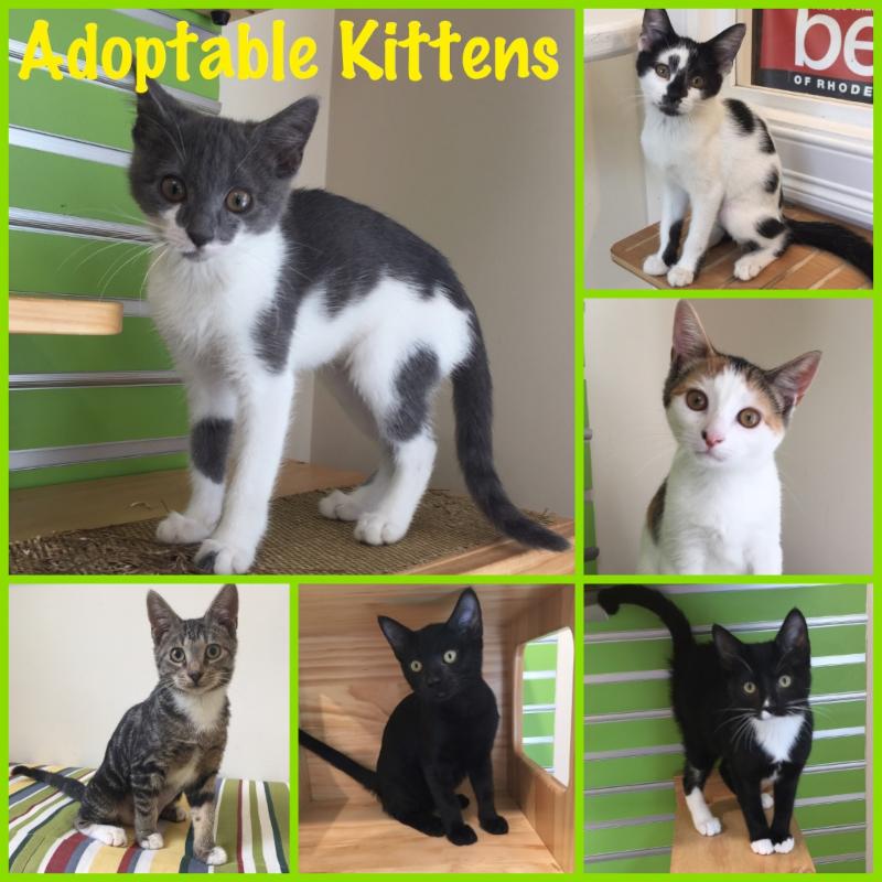 The Animal Rescue Rhode Island ETails August 2017