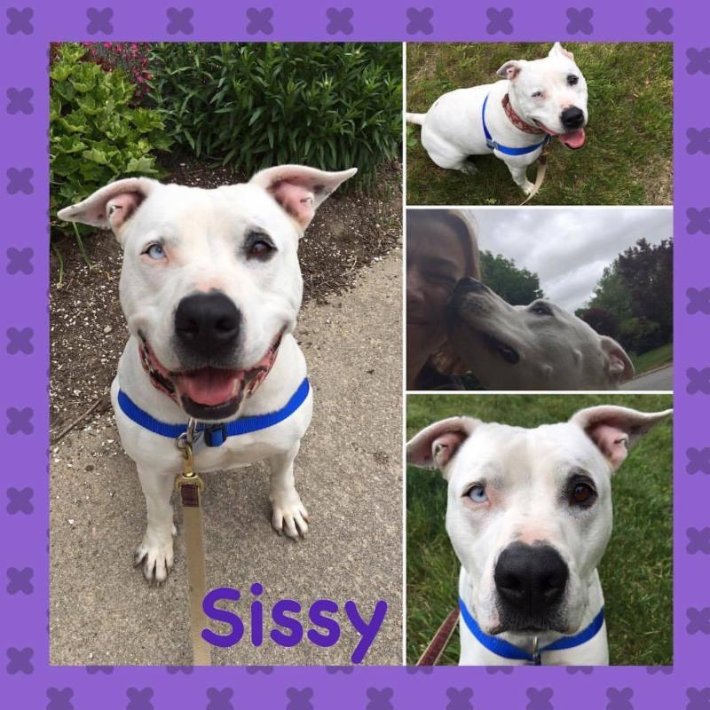 The Animal Rescue Rhode Island ETails August 2017