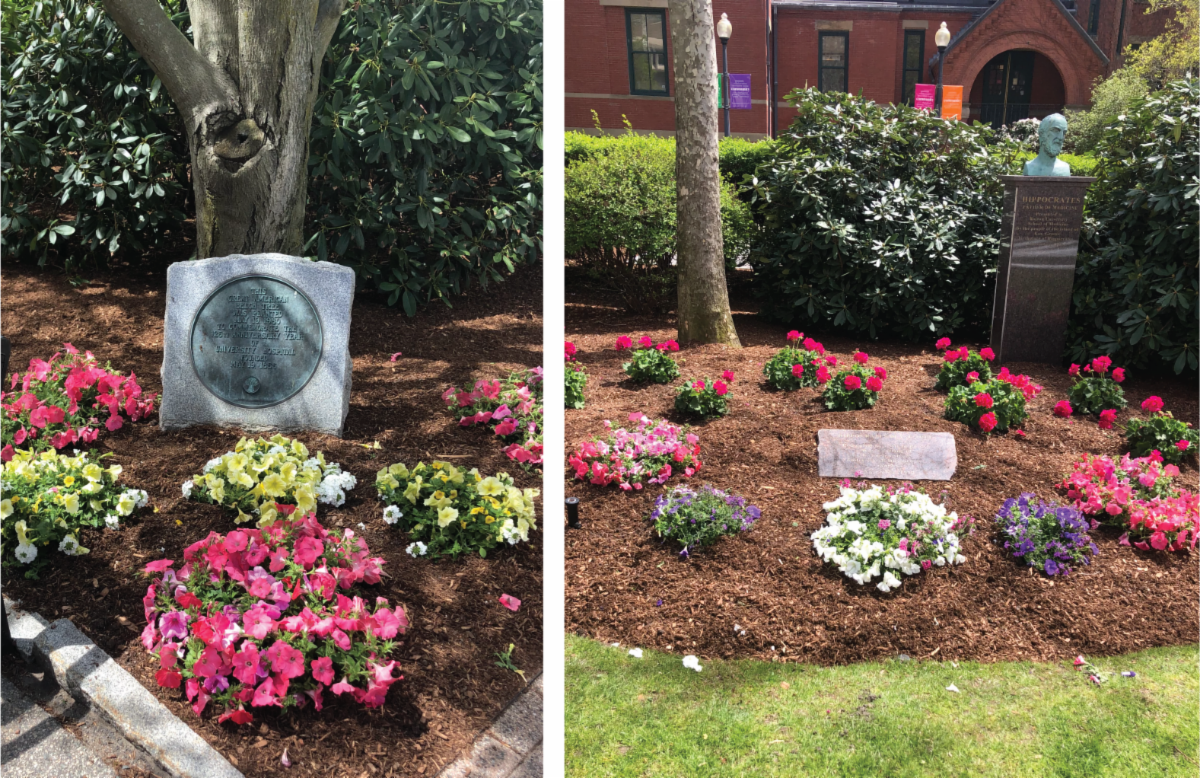 Flowers growing on Talbolt green
