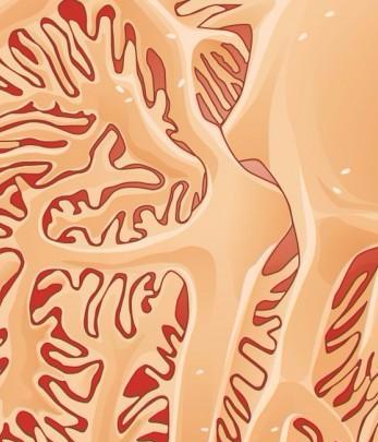 podocyte_closeup