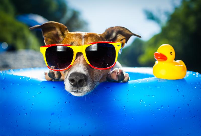 dog_enjoying_summer.jpg