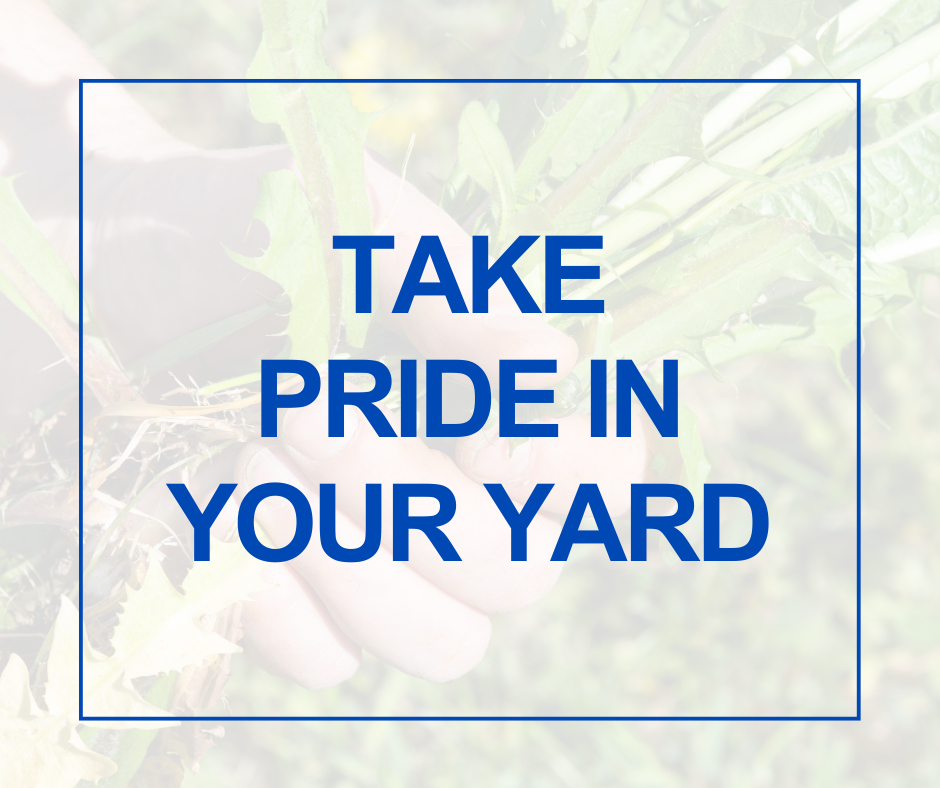 The Stetson Valley Bulletin ENews