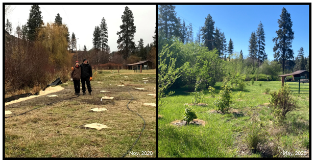 A before and after photo, left side pictures two landowners on bare ground at the start of a planting project in 2020. On the right, vegetation growth in various spots pictured in 2026.