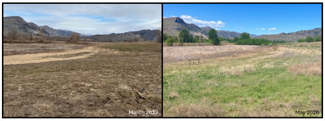 A before and after photo, left side pictures brown, bare soil in 2023. On the right, cover crop and grass is shown restoring the area in 2026.