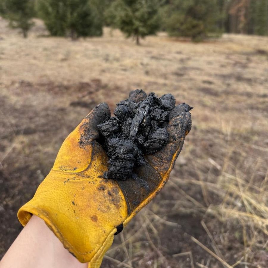 Hand with a yellow glove, holding freshly created biochar