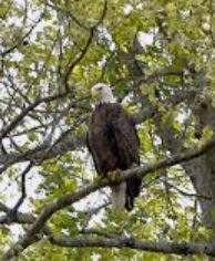 Bald Eagle far.JPG