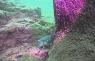 BULL SHOALS BOTTOM.JPG