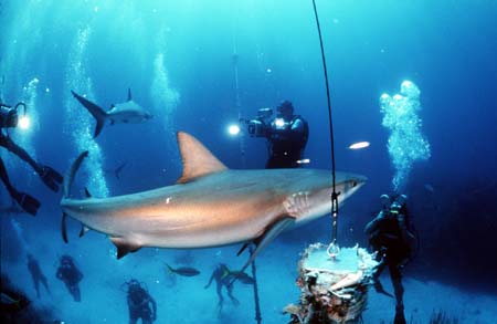 shark dive