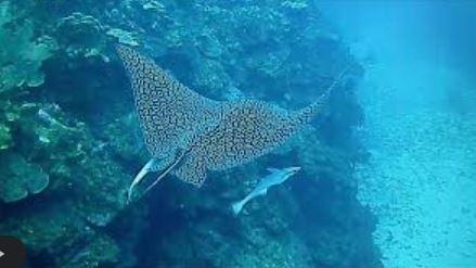 coz eagle ray.JPG