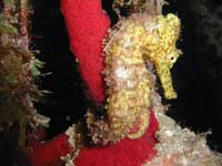 seahorse