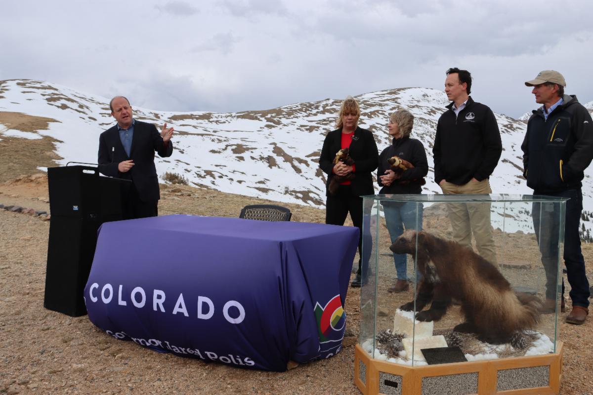 Governor Polis gestures towards a stuffed wolverine while speaking on SB24-171. There are snow-covered mountain peaks in the background.
