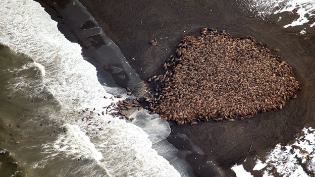 Walrus Haul Out.jpg