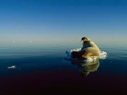 Walrus ice(1).jpg