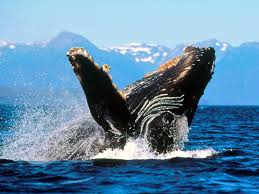 Alaska Humpback.jpg