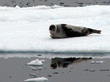 Harp Seal.jpeg