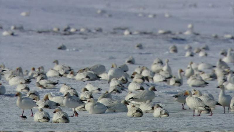 Snow Goose Wrangel.jpg