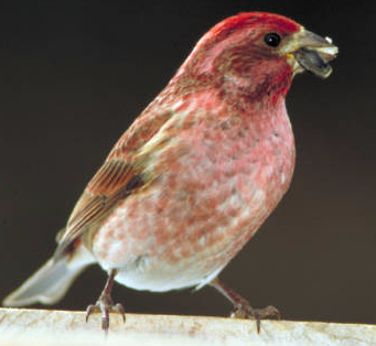 Purple Finch