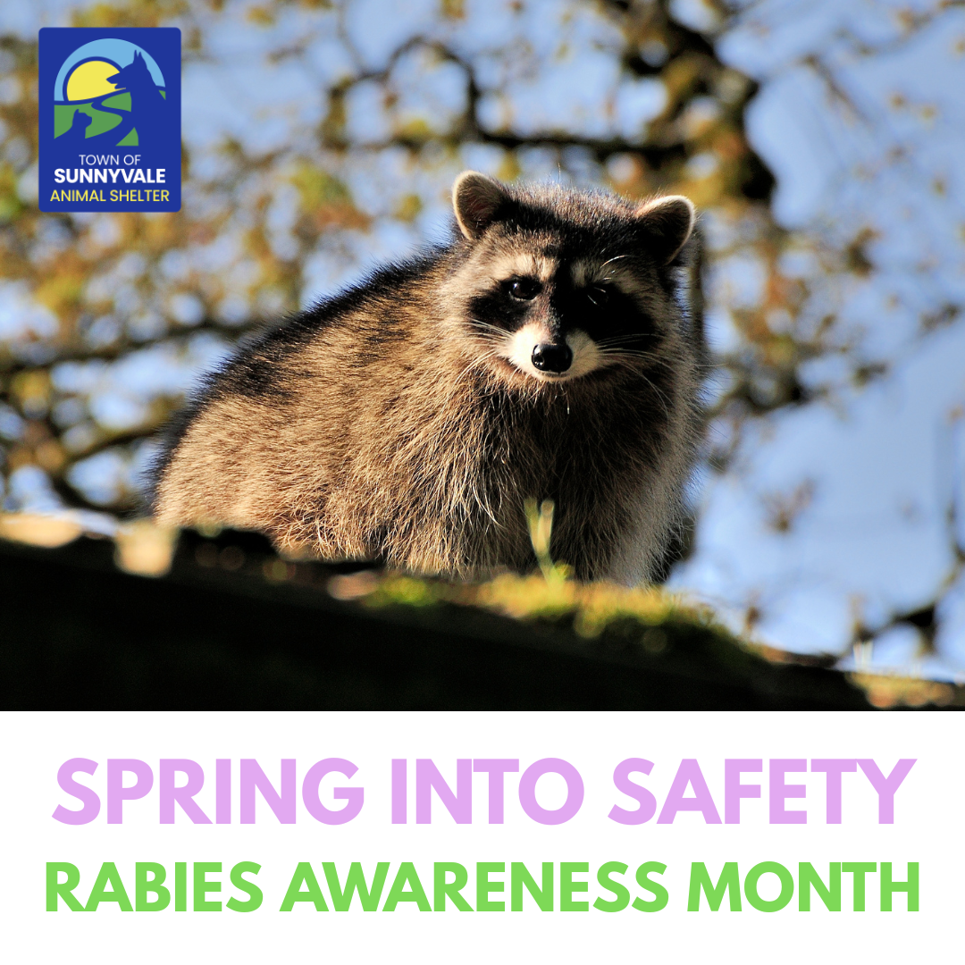 Spring into safety during Rabies Awareness Month