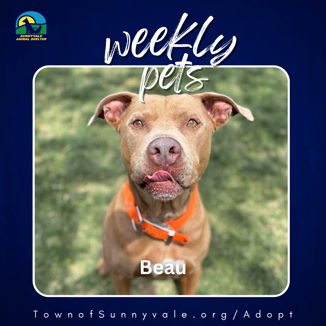 Weekly Pets: Beau