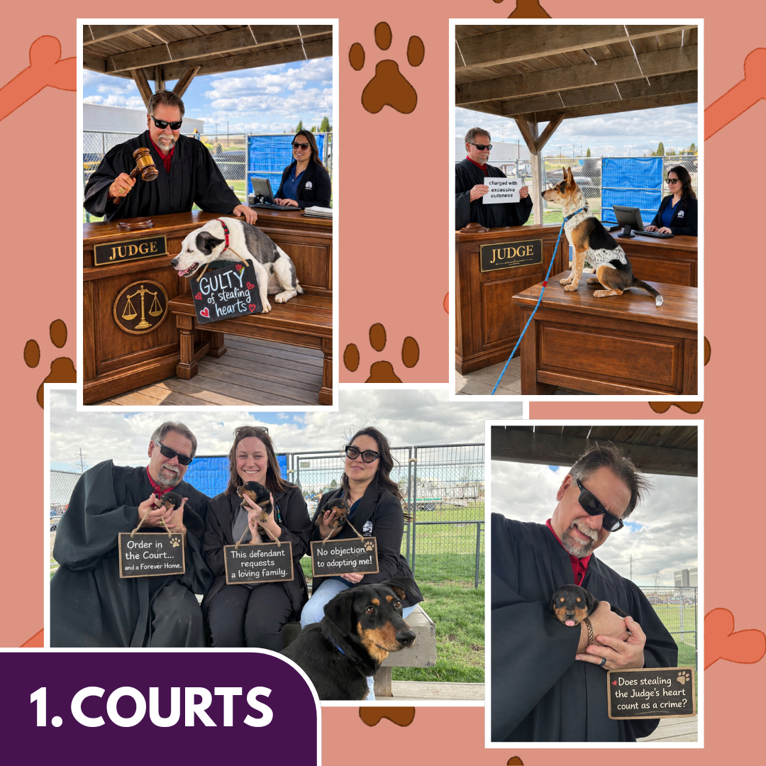 Pet Contest Winner: Courts